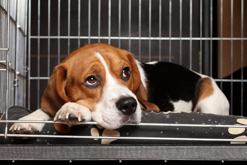 Importance of Soundproofing a Dog Crate