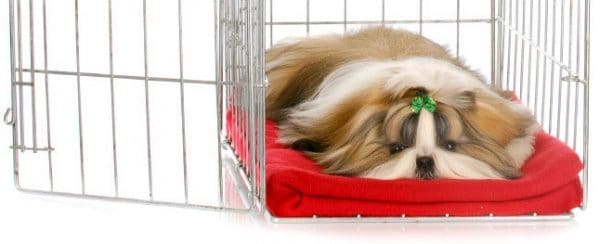 Use Blankets on Dog Crate