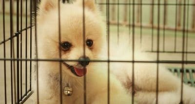 Why Use a Dog Crate