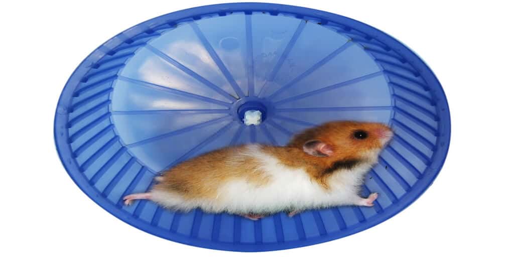 How To Make A Hamster Wheel Quiet