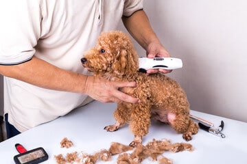 How To Choose The Best Quiet Dog Clippers?